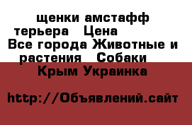 щенки амстафф терьера › Цена ­ 30 000 - Все города Животные и растения » Собаки   . Крым,Украинка